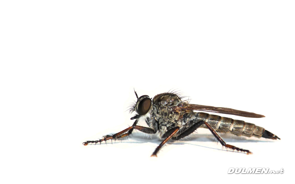 Brown Heath Robberfly (Machimus cingulatus)